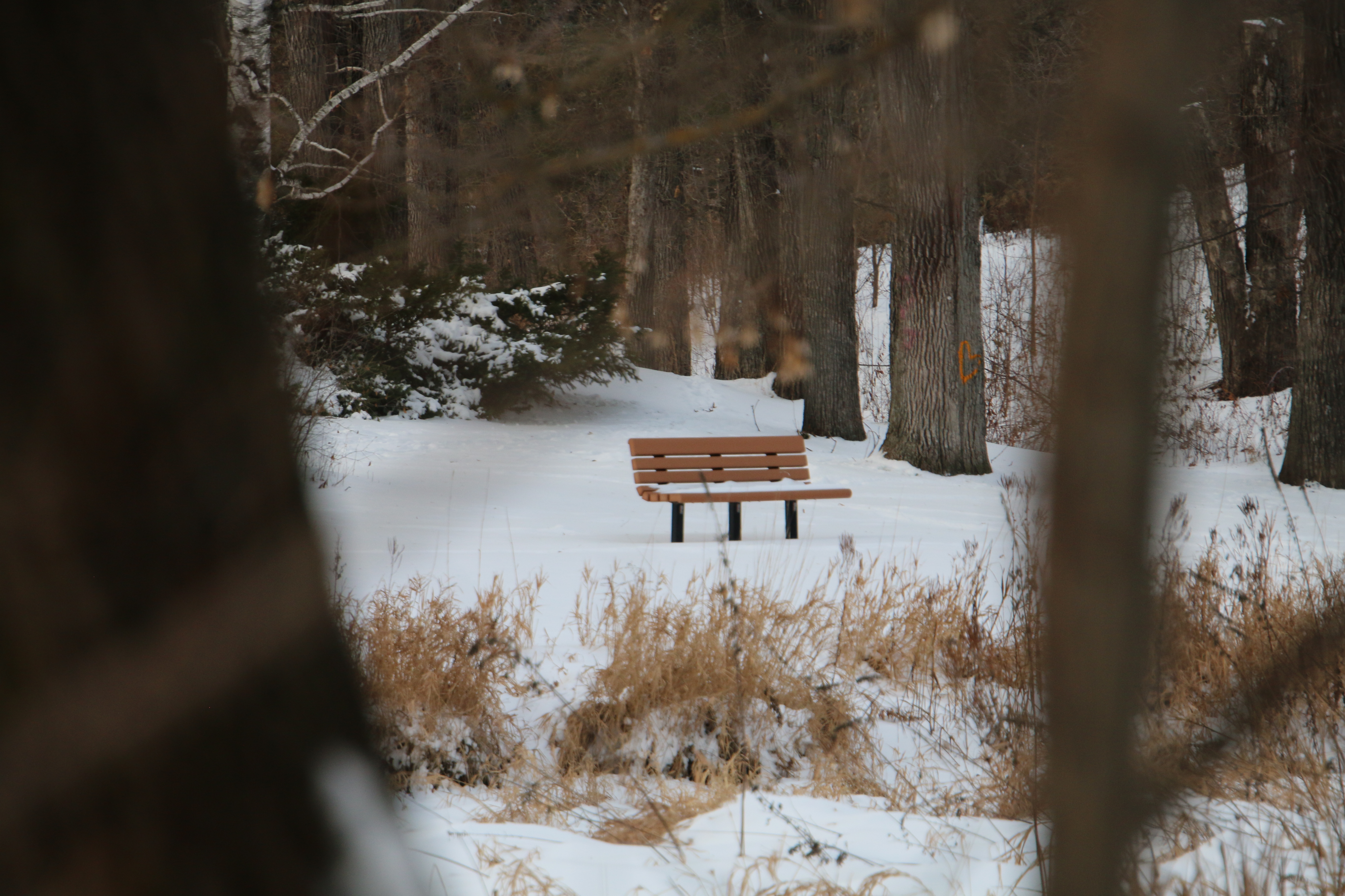 A Lonely Bench in the Woods