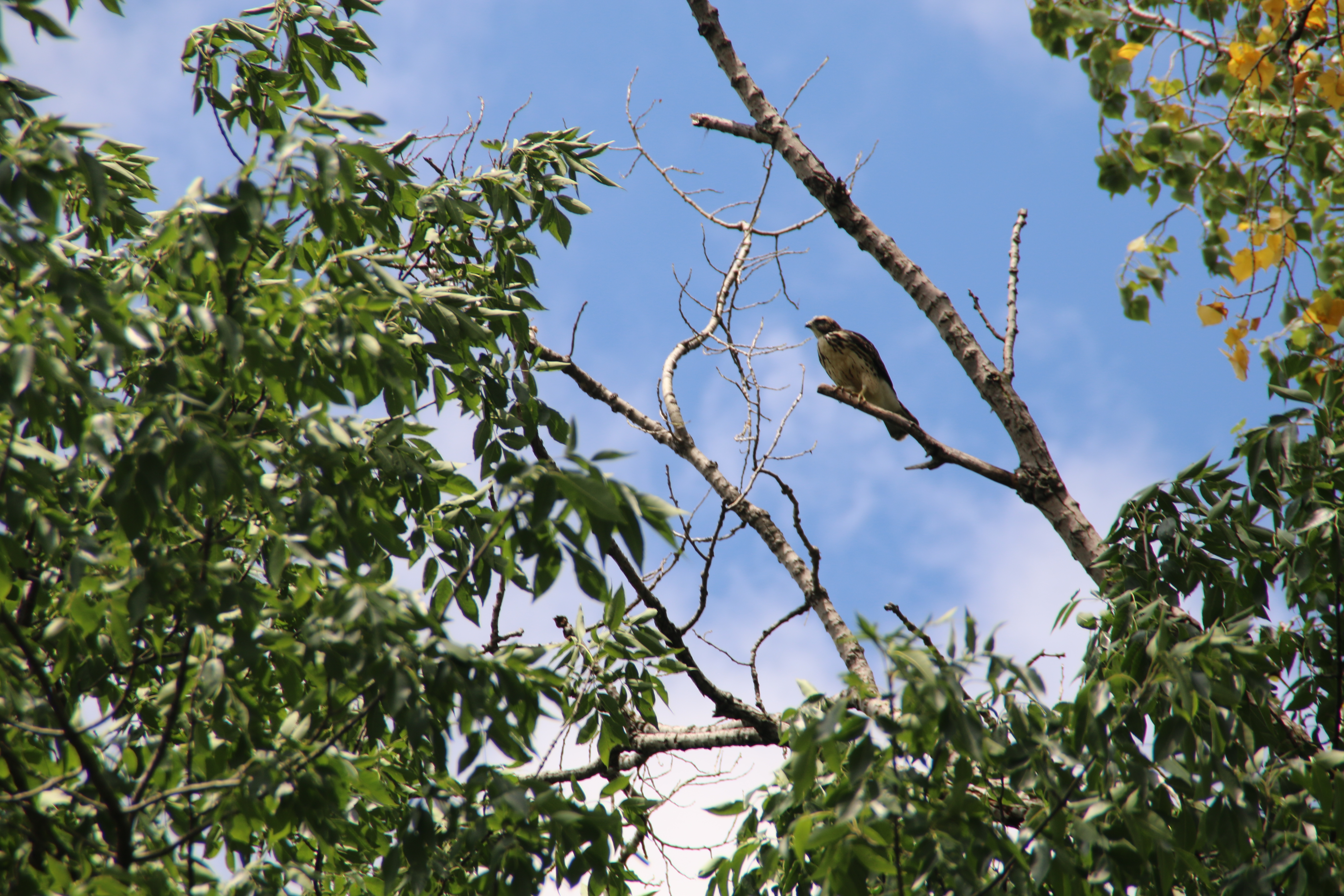 A hawk perched on a tree branch